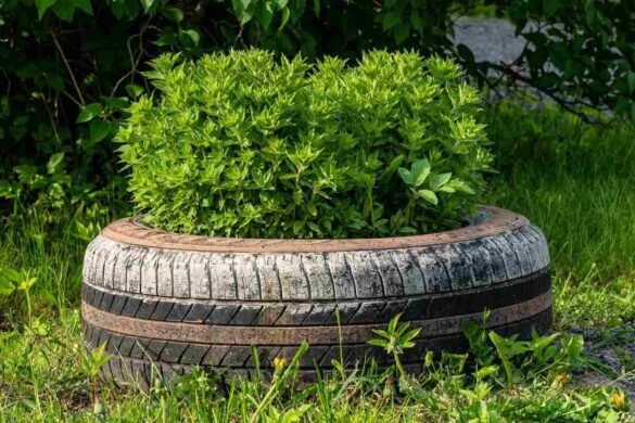 Cheap Container Gardening Ideas