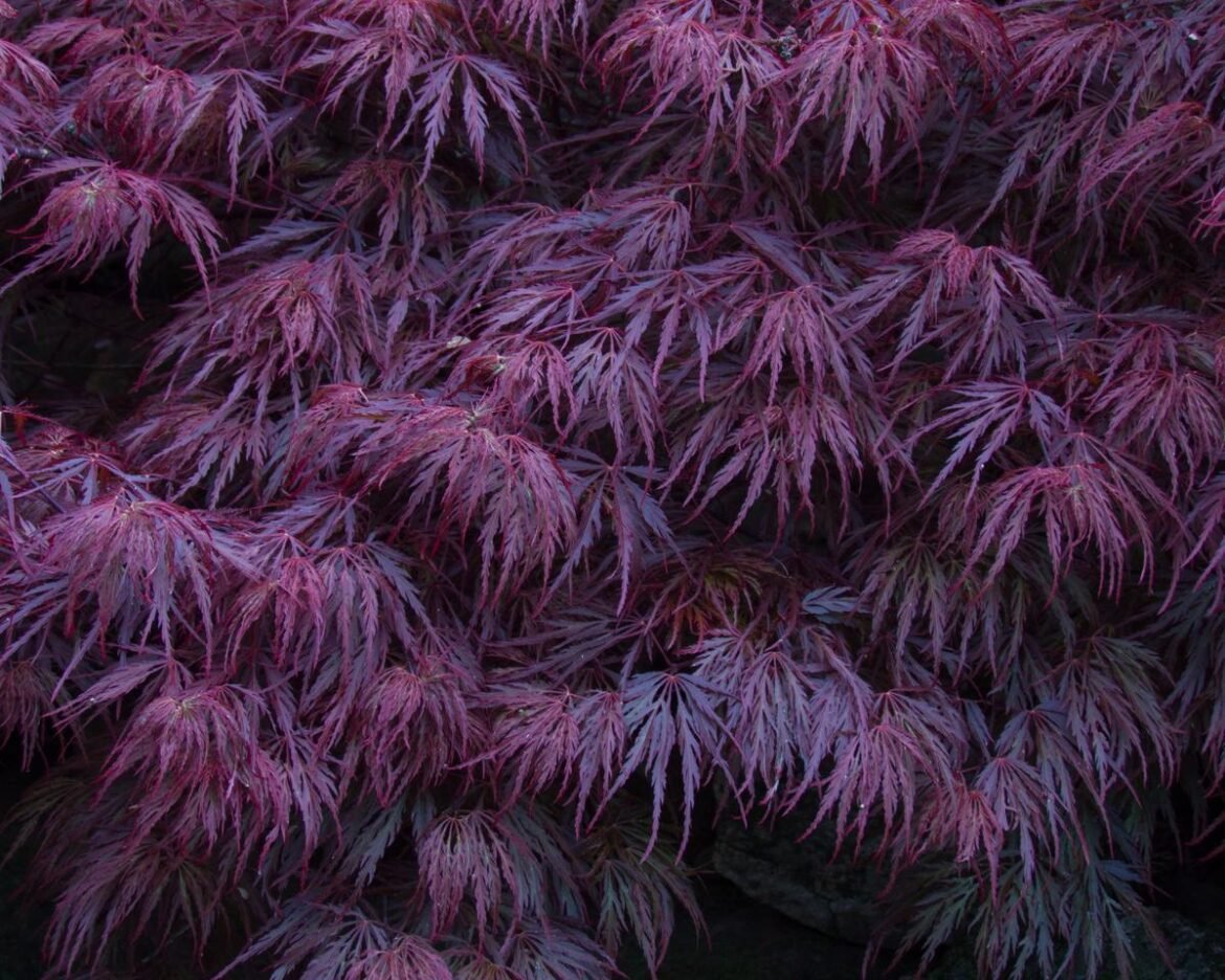 Crimson Queen Japanese Maple5 Crimson Queen Japanese Maple