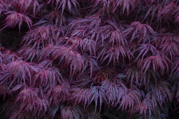 Crimson Queen Japanese Maple