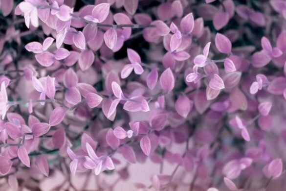 Tradescantia Pink Panther – Callisia Repens Tradescantia Pink Panther - Callisia Repens