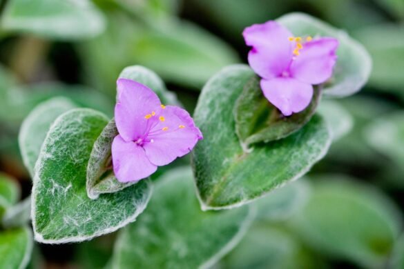 tradescantia sillamontana, white velvet plant