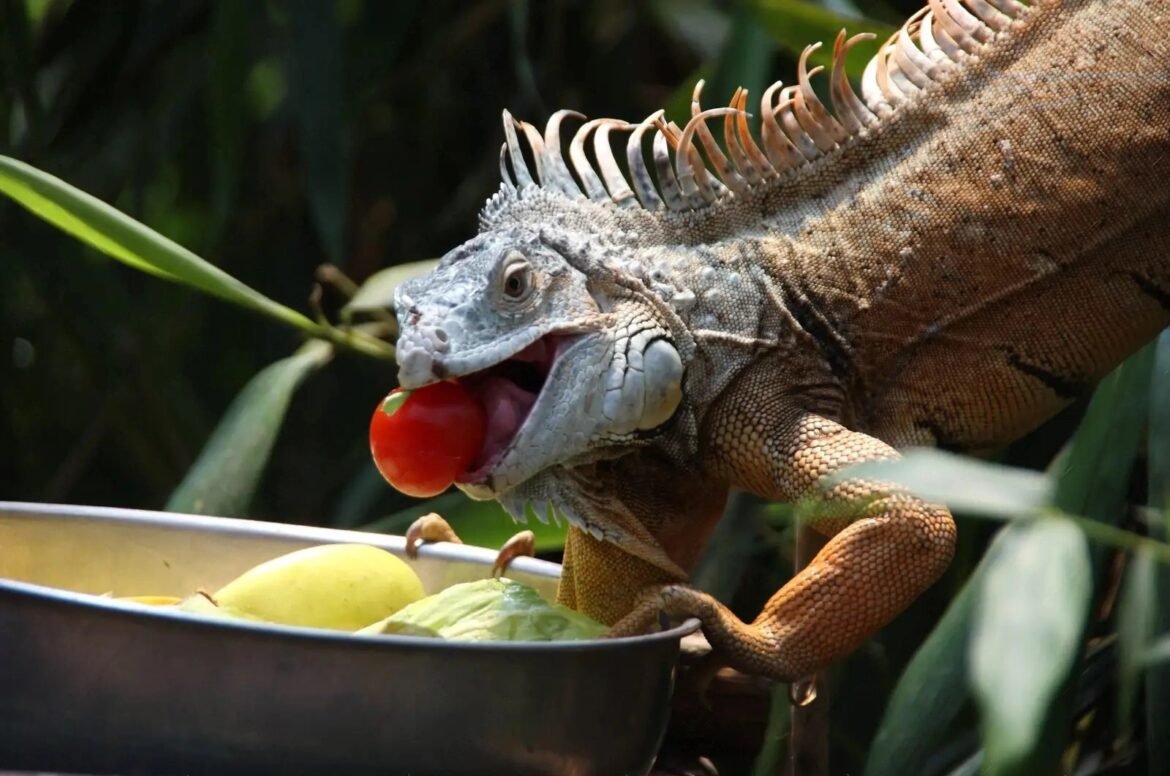 Can Iguanas Eat Tomatoes Can Iguanas Eat Tomatoes