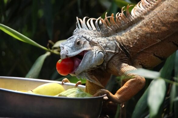 Can Iguanas Eat Tomatoes