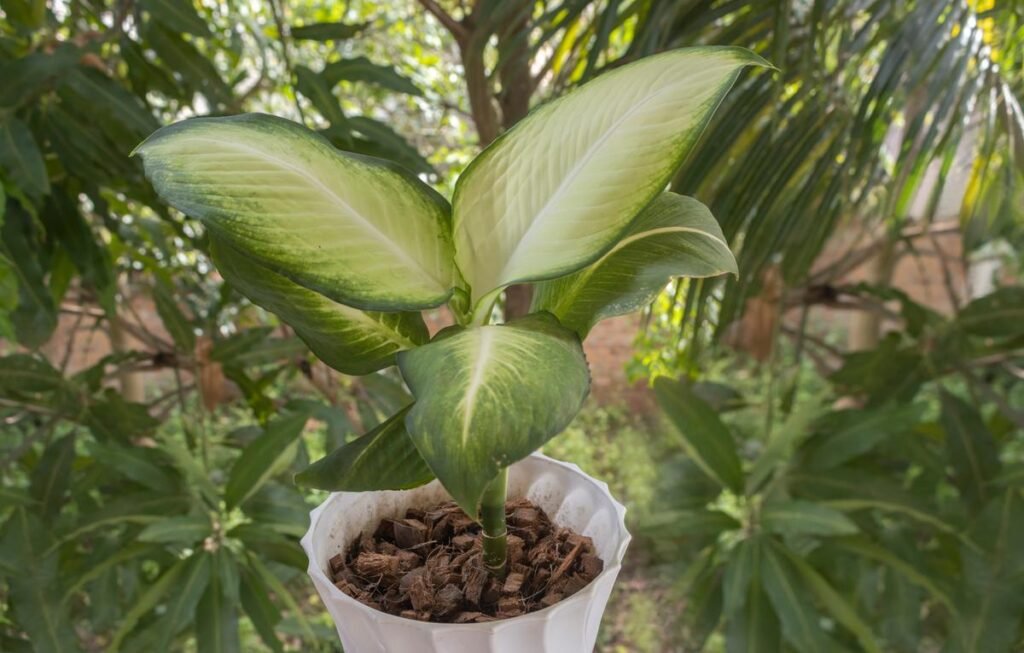 Dieffenbachia Camille