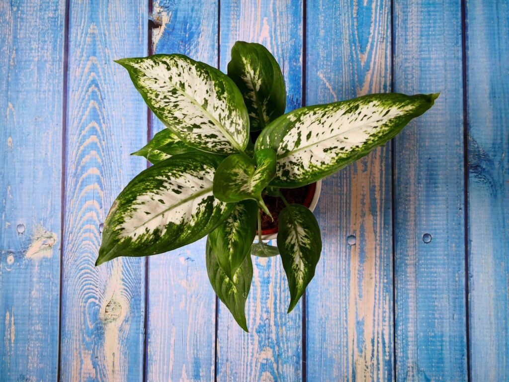 Dieffenbachia Carina