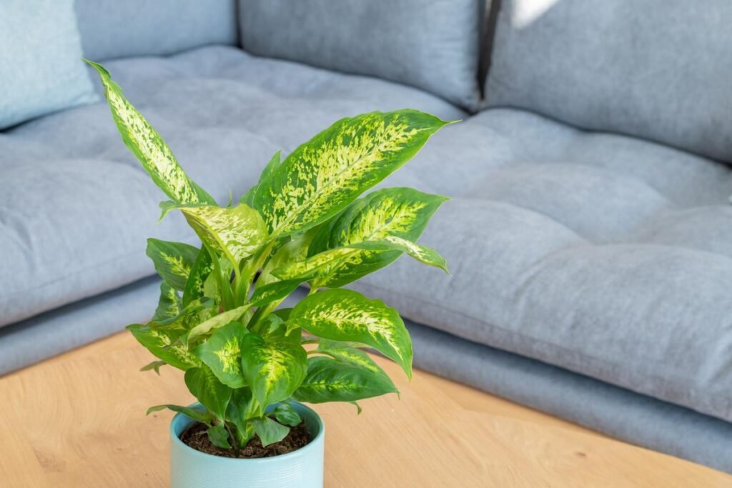 Dieffenbachia Compacta
