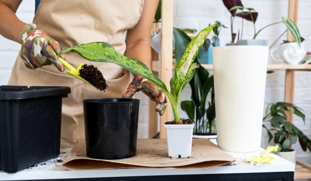 Dieffenbachia varieties
