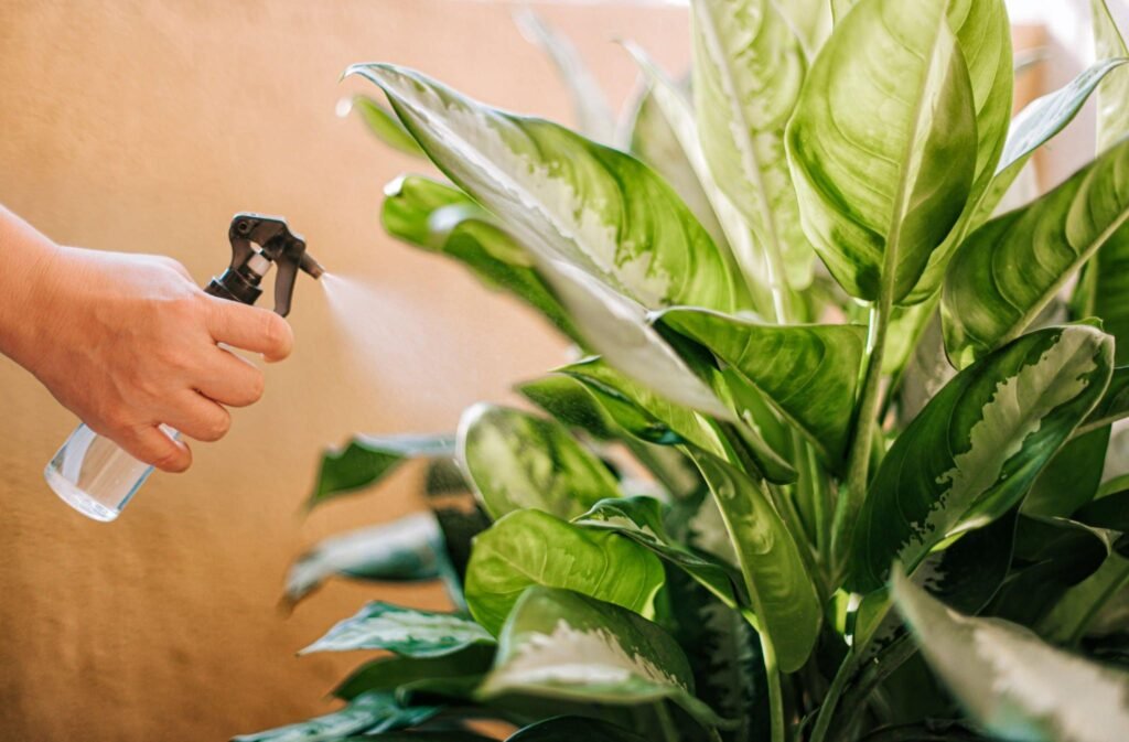 Dieffenbachia care