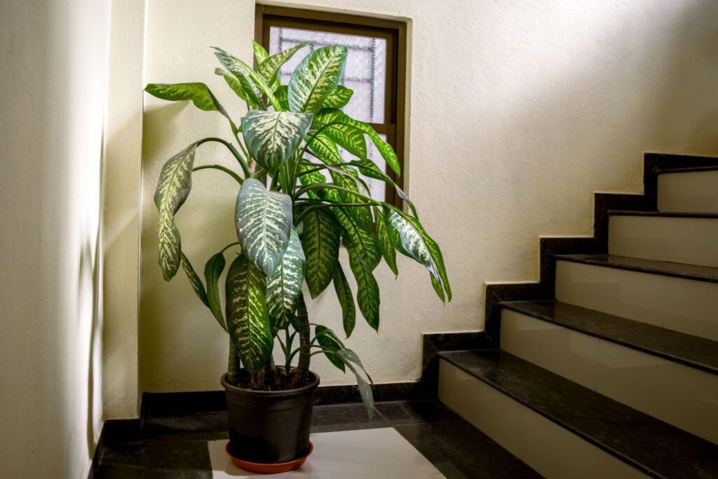 Dieffenbachia varieties care