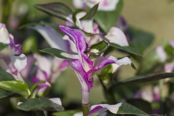 Tradescantia Blushing Bride Care