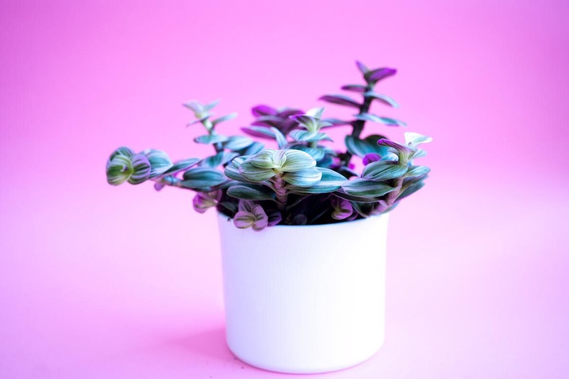 Tradescantia Nanouk