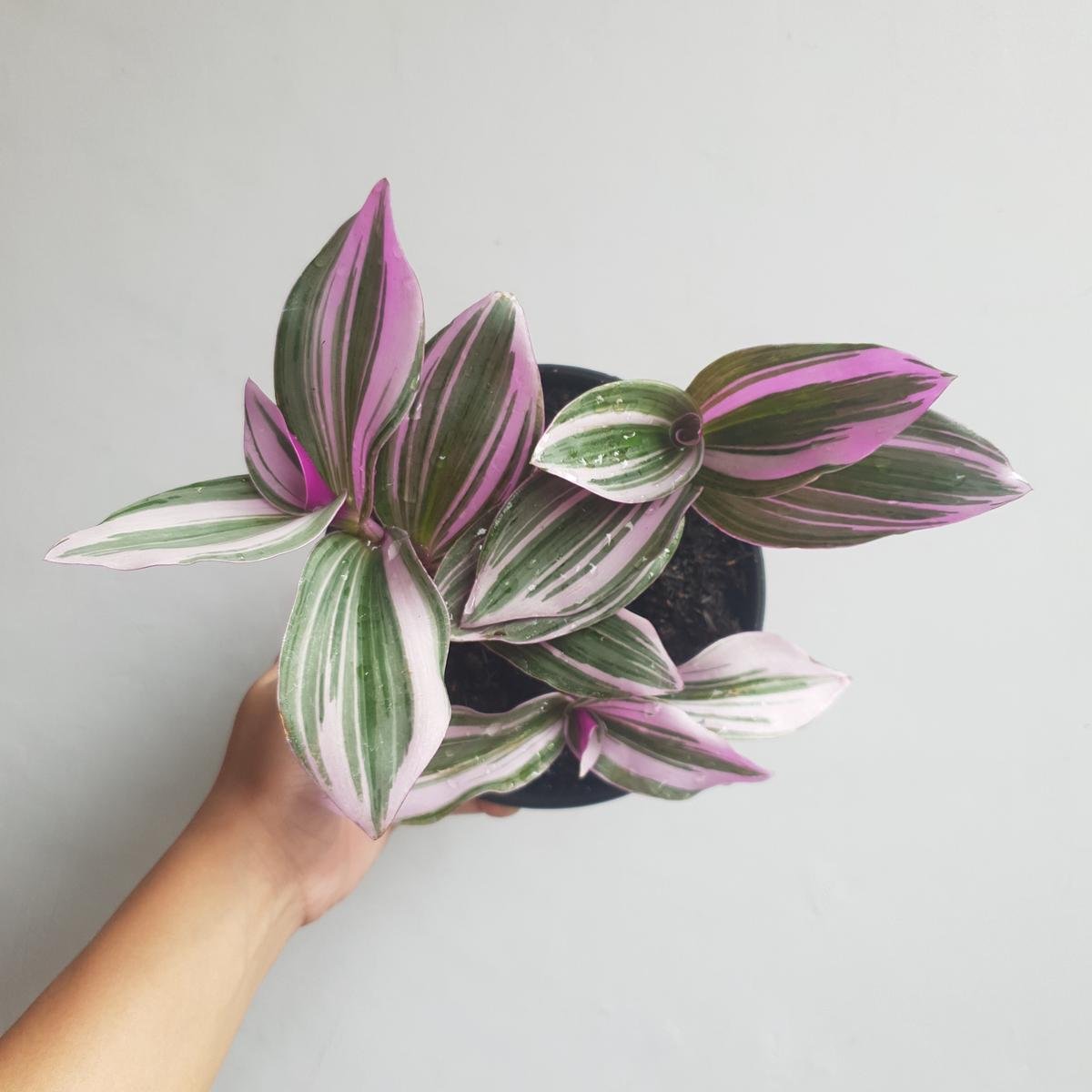 Mastering the Magical Art of Tradescantia Nanouk Care And Propagation