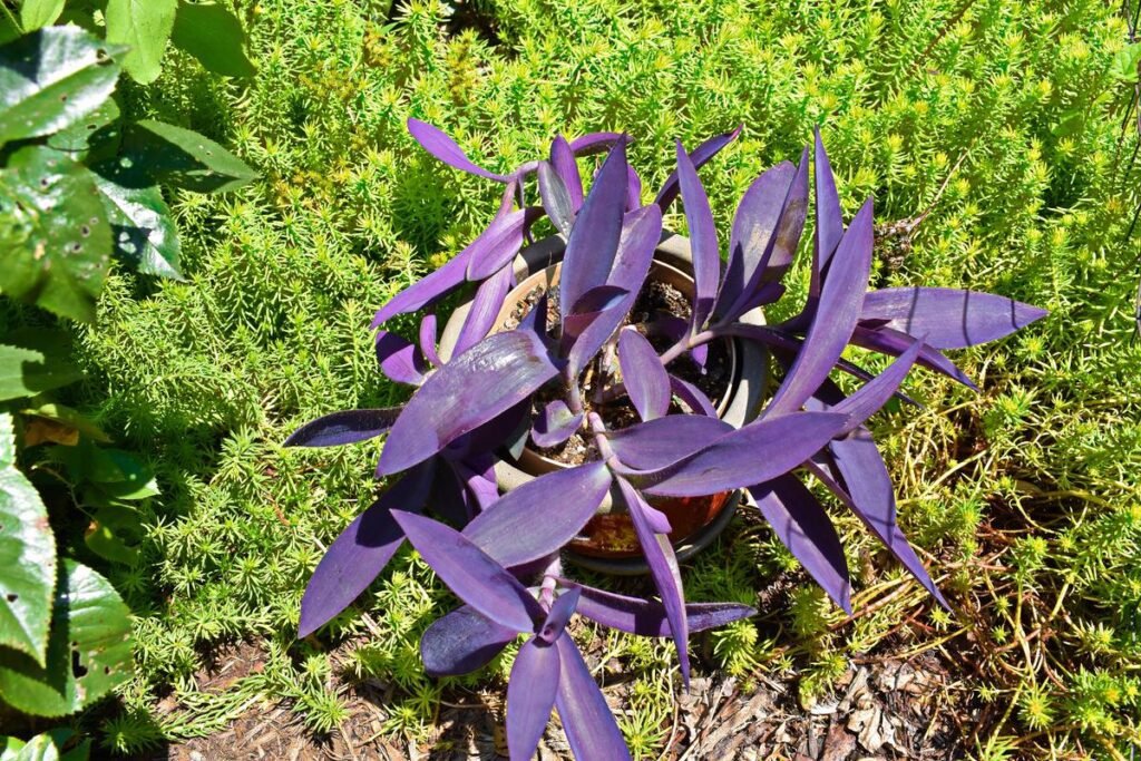 Tradescantia Pallida – Purple Heart