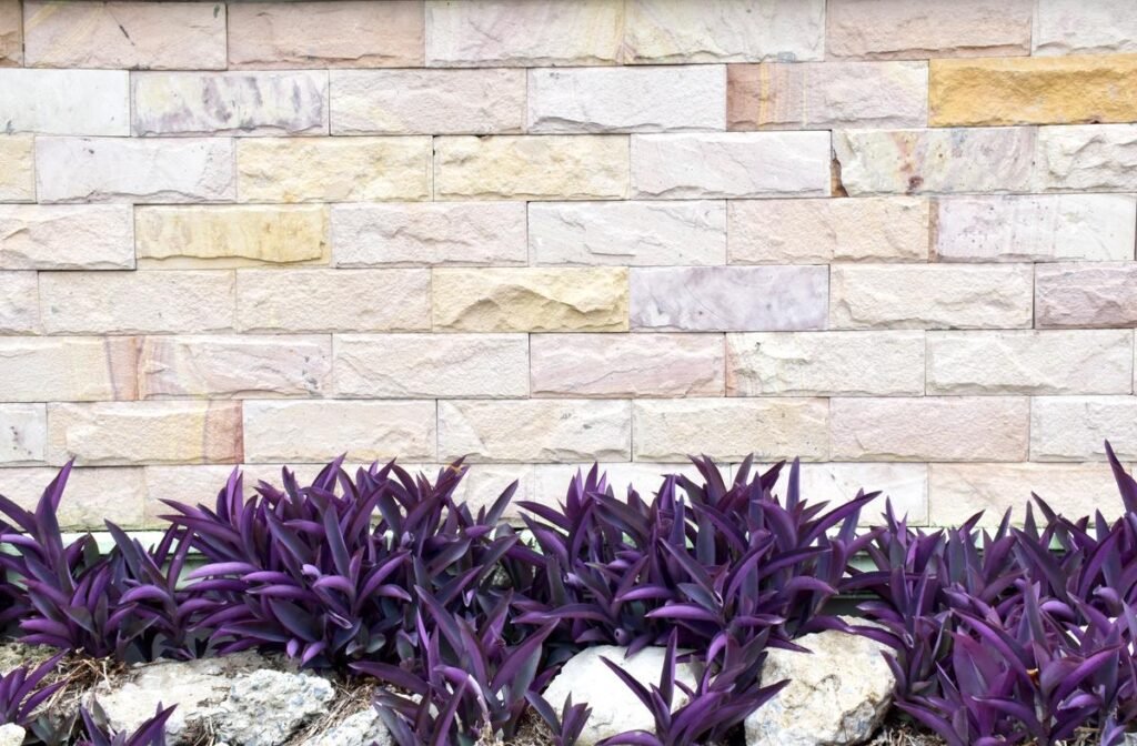 Tradescantia Pallida – Purple Heart landscape