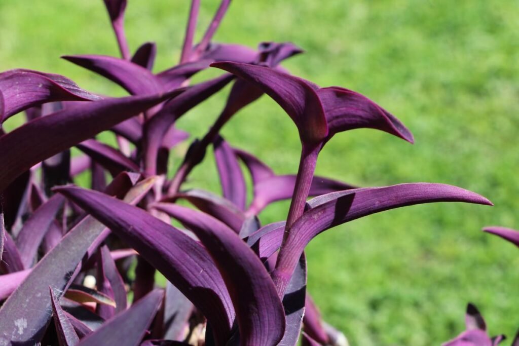 Tradescantia Pallida – Purple Heart macro