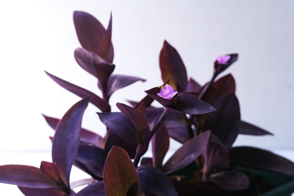Tradescantia Pallida – Purple Heart purple