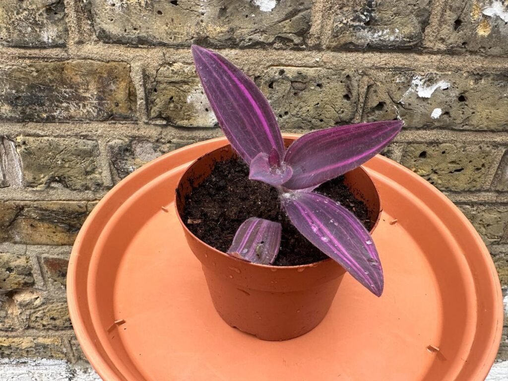 Tradescantia Pallida – Purple Heart Soil