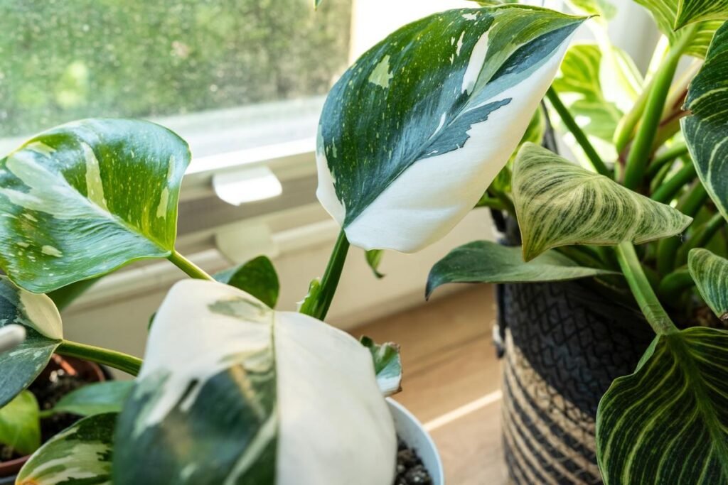 White Princess Philodendron Care