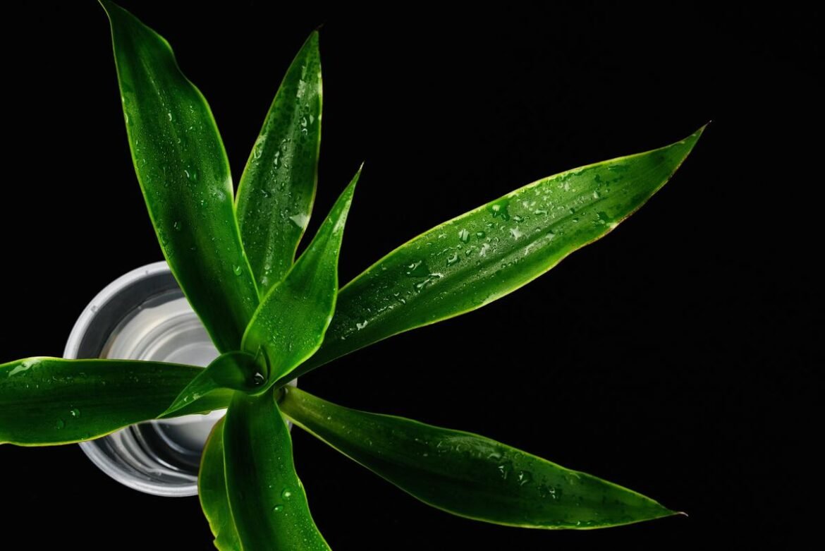 callisia fragrans care