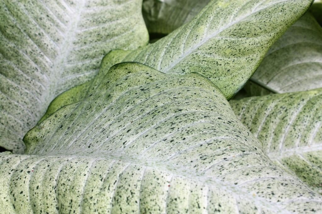 dieffenbachia camouflage