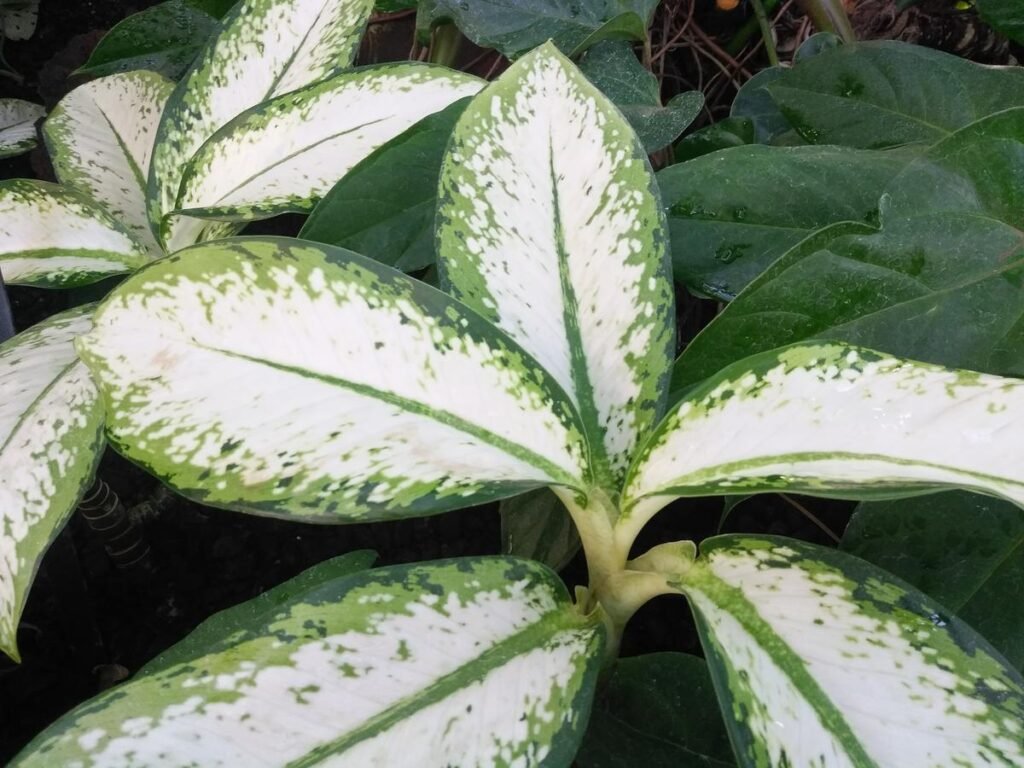 dieffenbachia delilah