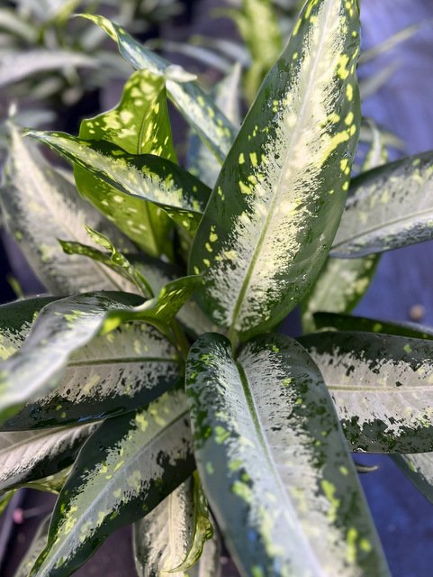 dieffenbachia panther