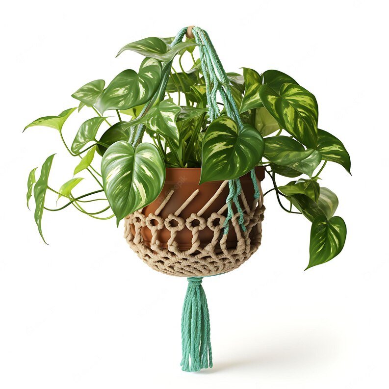 dieffenbachia varieties