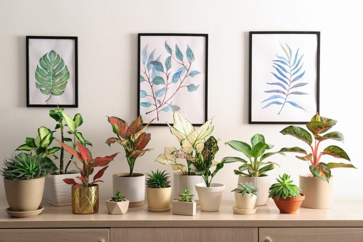 dieffenbachia-varieties dieffenbachia-varieties