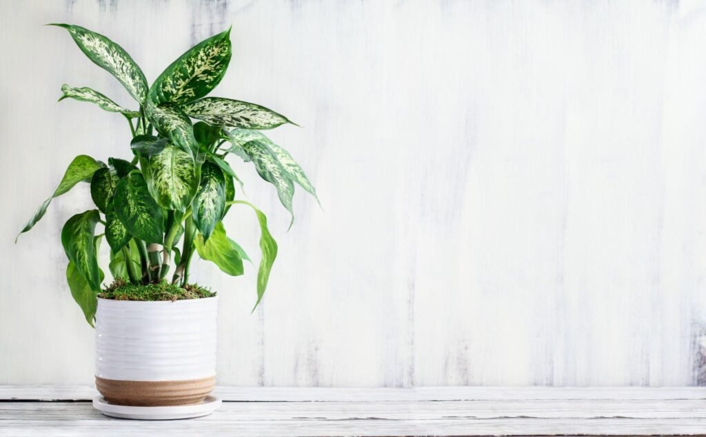 dieffenbachia-varieties-houseplant
