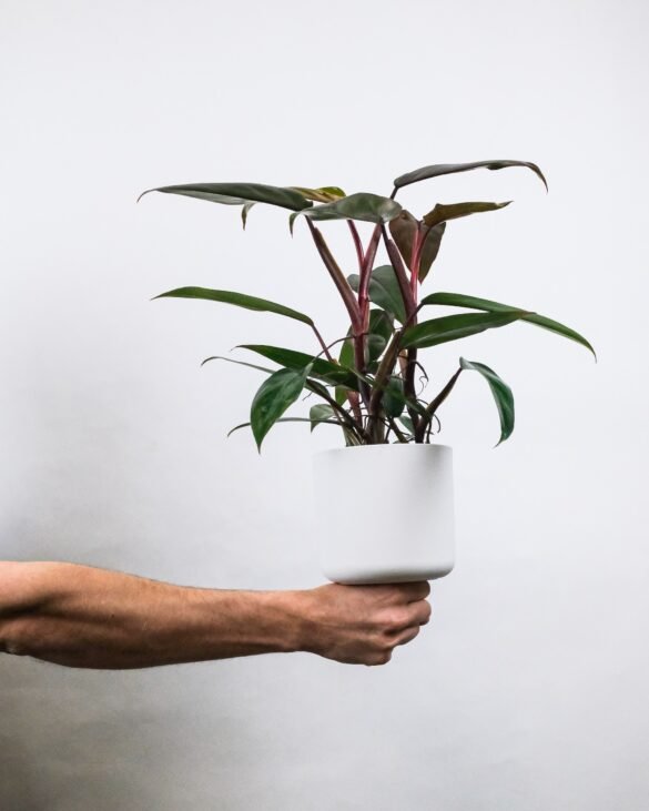 philodendron erubescens care philodendron erubescens care