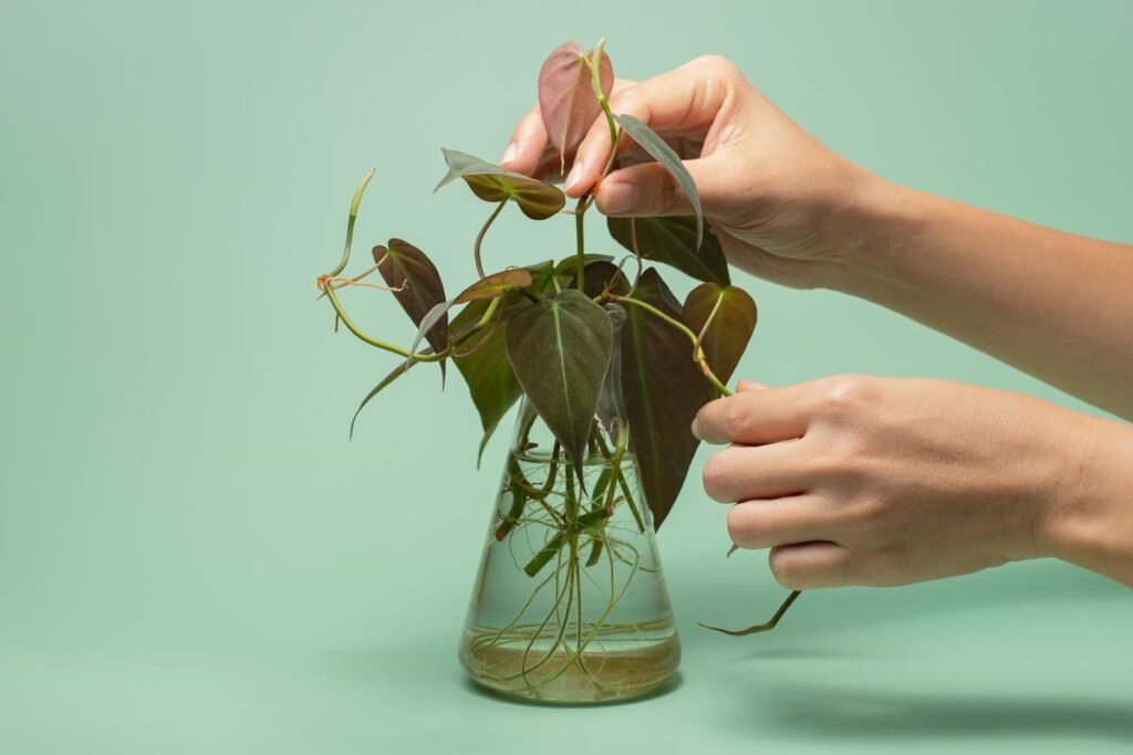 philodendron micans grow in water