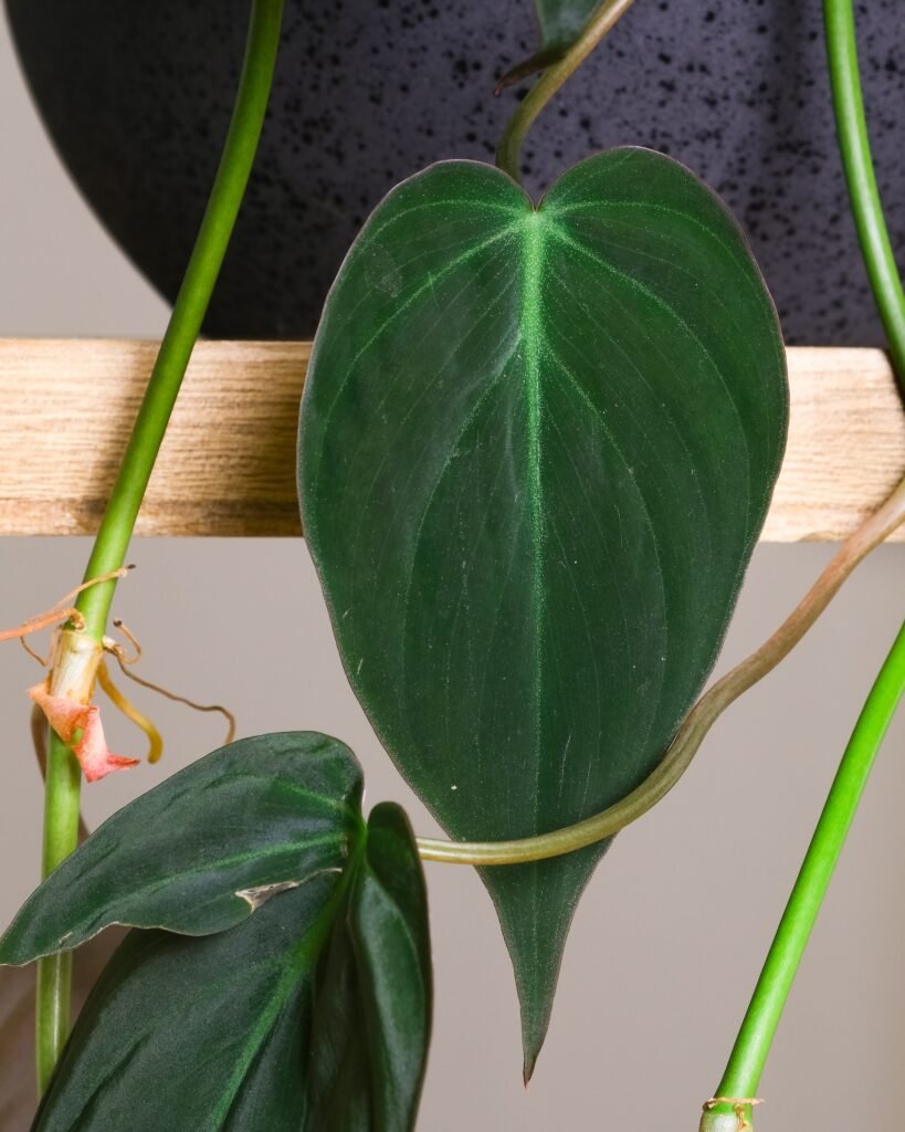 philodendron micans velvety leaf