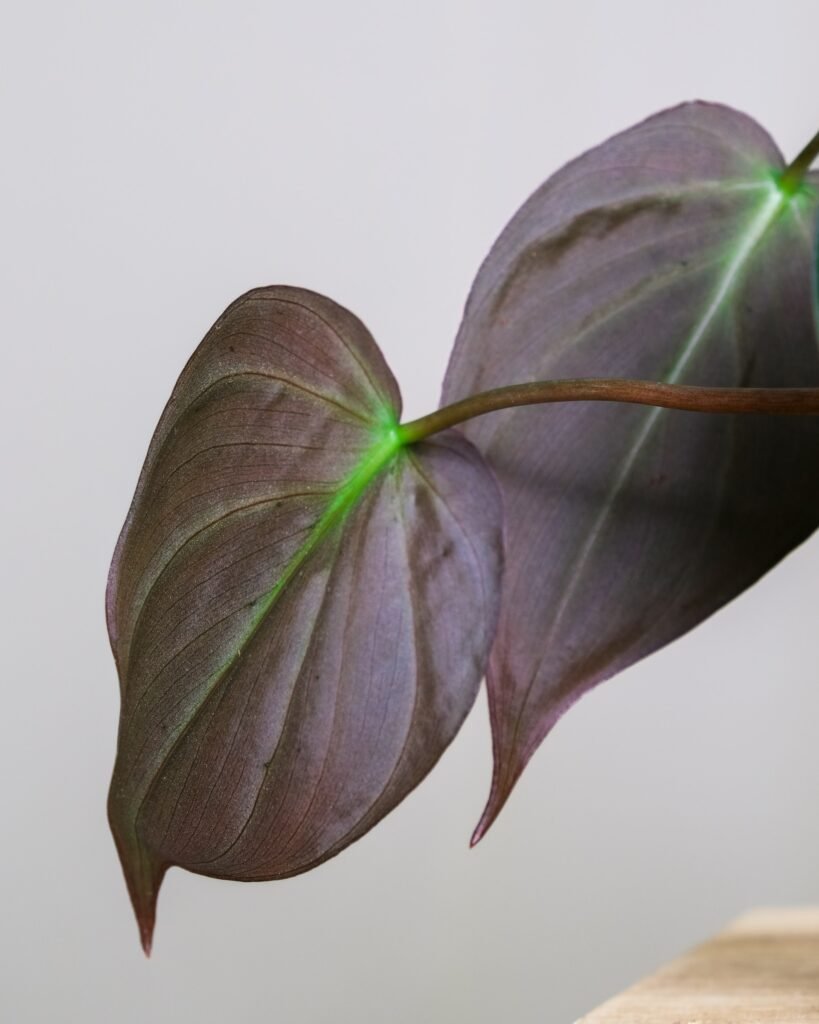 philodendron micans care