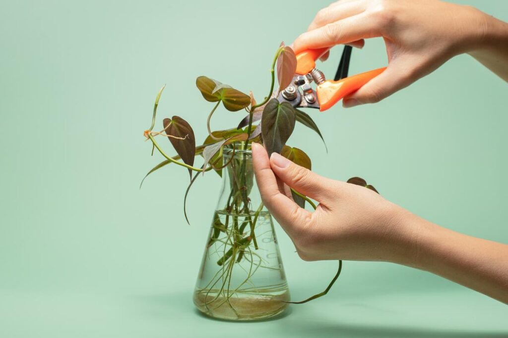 philodendron micans pruning