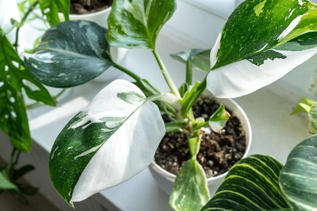 white princess philodendron fertilizing