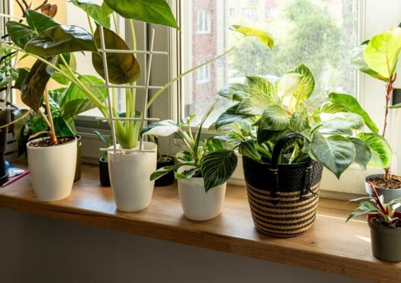 philodendron white princess with varieties philodendron white princess with varieties