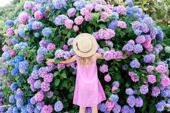 purple hydrangea