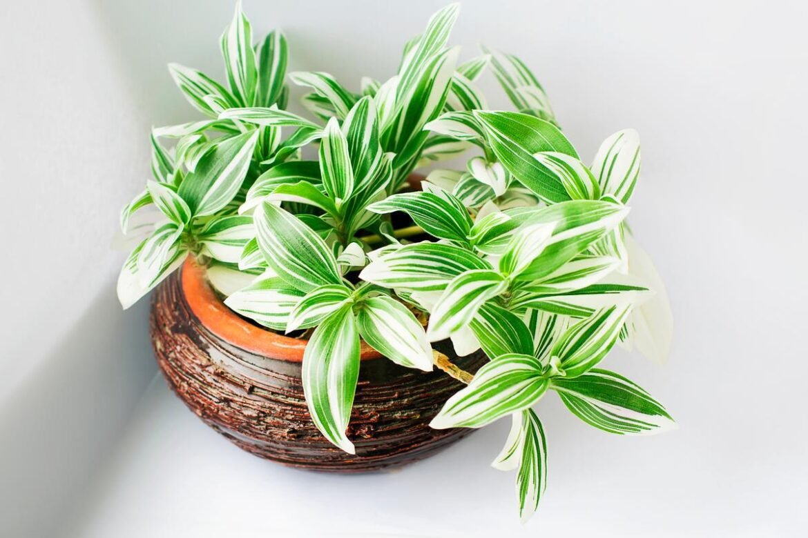 tradescantia fluminensis in a pot tradescantia fluminensis