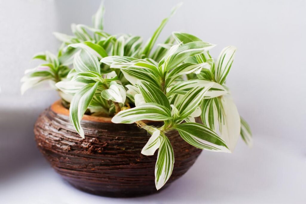 tradescantia fluminensis