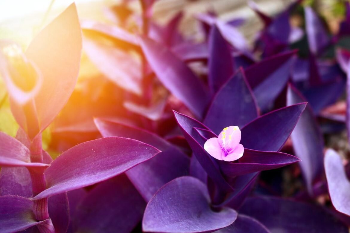 tradescantia pallida- purple heart care