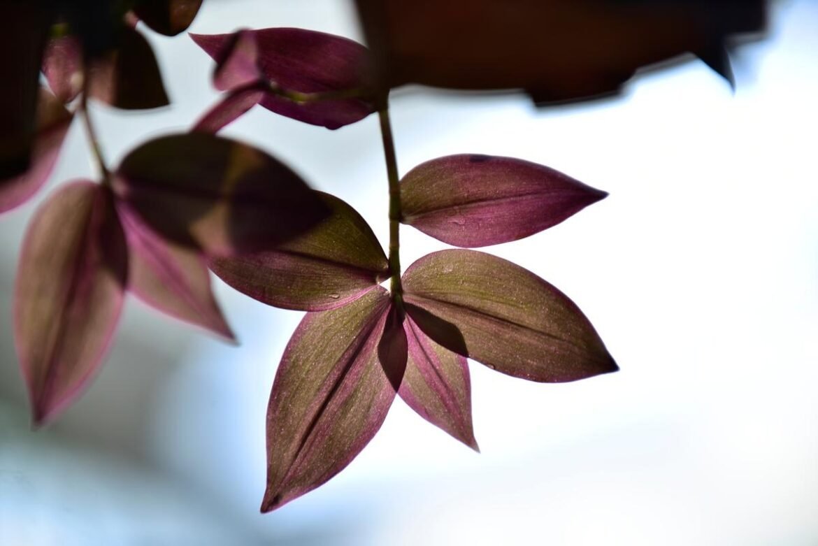 Tradescantia Zebrina Care