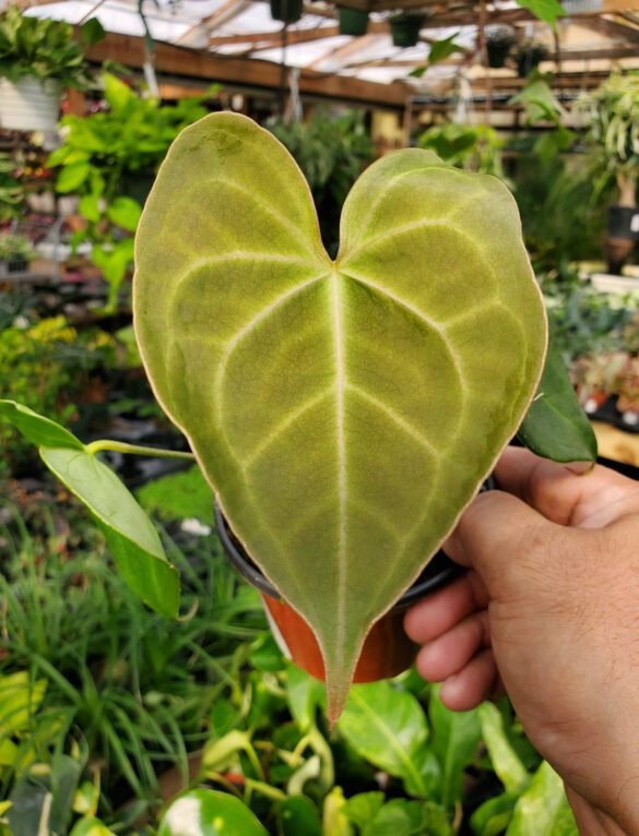 Anthurium Pterodactyl Care