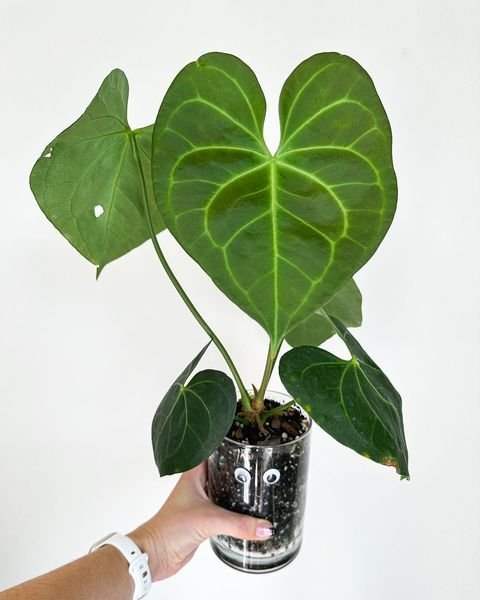 Anthurium Pterodactyl Leaves