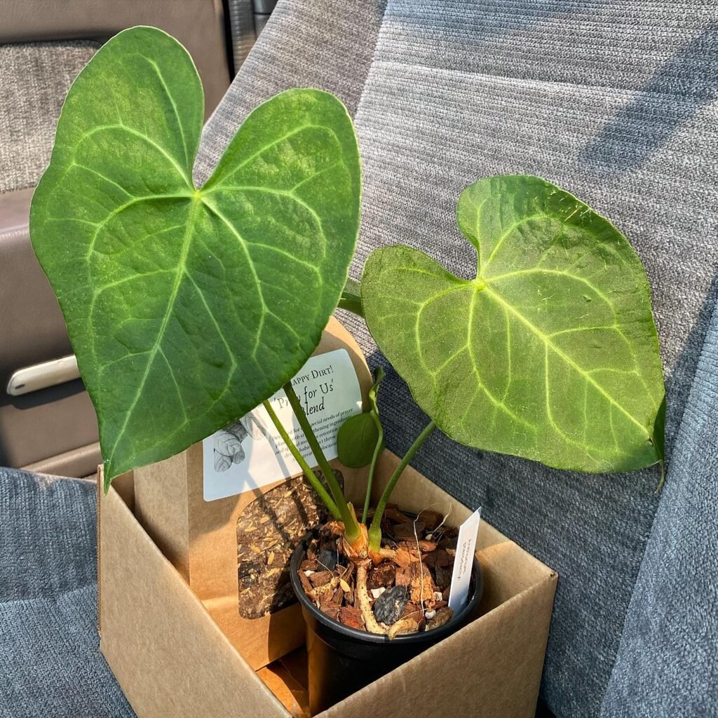 Anthurium Pterodactyl in a pot