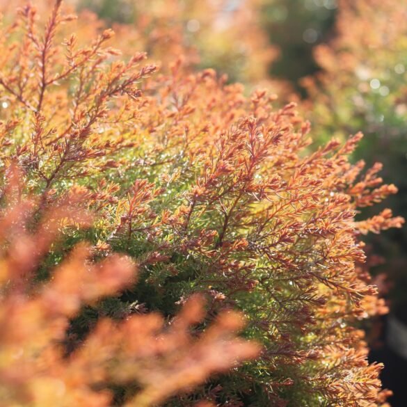 Fire Chief Arborvitae Care Guide: A Stunning Dwarf Evergreen with ...