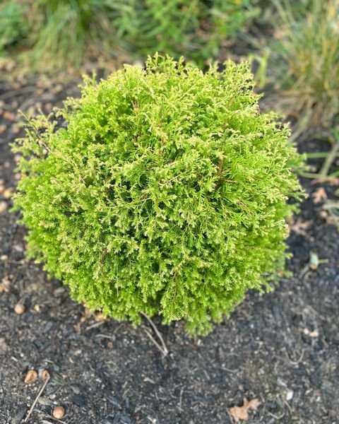 Fire Chief Arborvitae plant