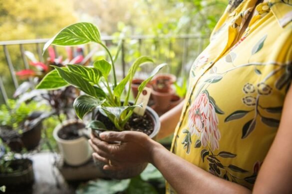 How To Propagate Philodendron