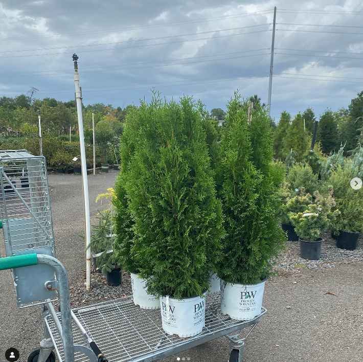 North Pole Arborvitae care guide