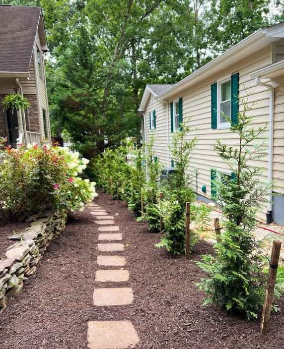 North Pole Arborvitae in a garden