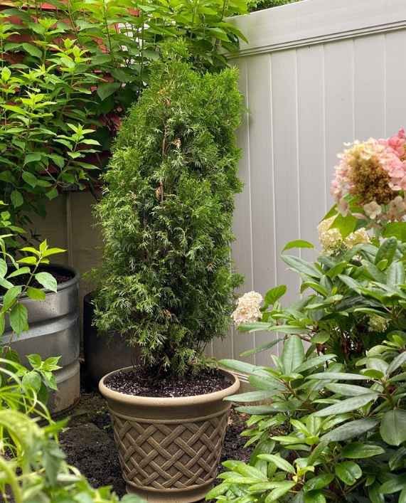 North Pole® Arborvitae Care